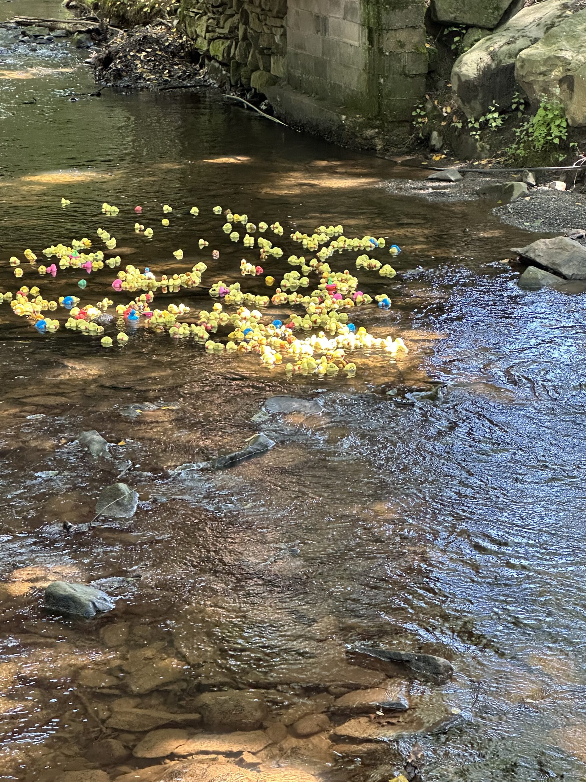 Make~A~Wish Duck Derby